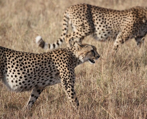Two cheetah in the Central Serengeti