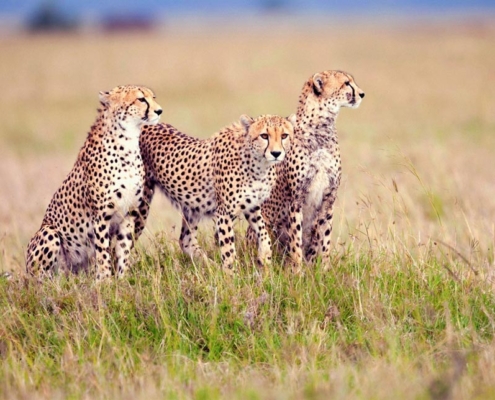 Cheetah family in teh Eastern Serengeti