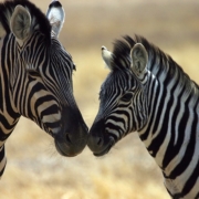 Zebra mother and baby touching noses in the Central Serengeti