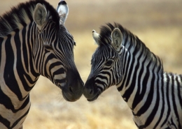 Zebra mother and baby touching noses in the Central Serengeti