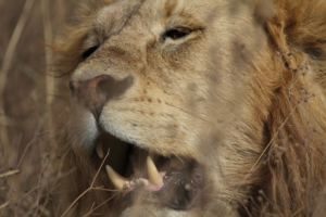 the face of a lion with his mouth slightly open and the large incisors very visible (Serengeti)