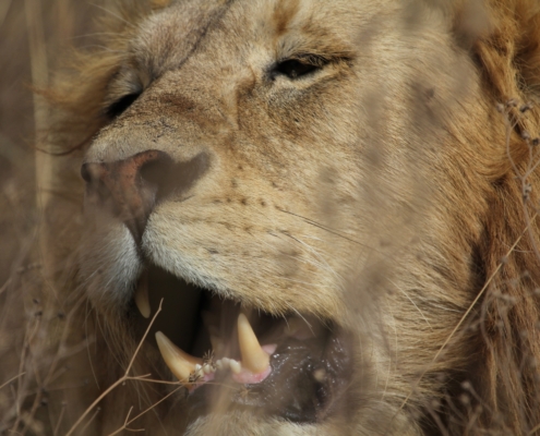 the face of a lion with his mouth slightly open and the large incisors very visible (Serengeti)