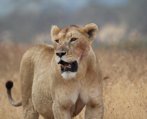 Lion ready to roar in the central Serengeti