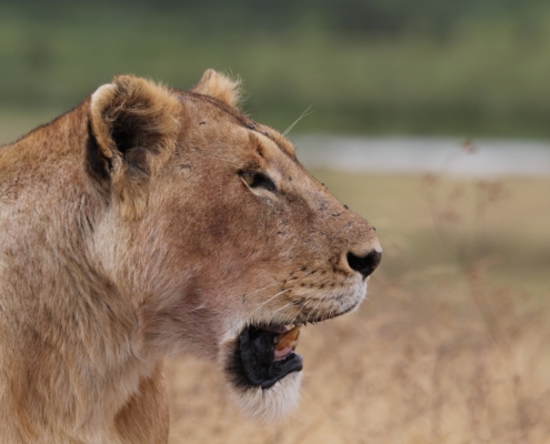 Lioness in the Ngorongoro Crater