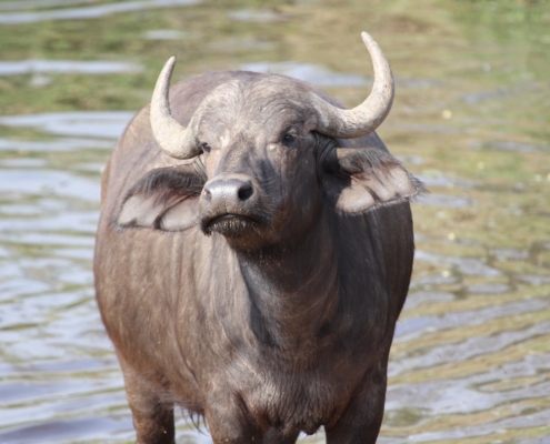 a lone cape buffalo looking at the camera, standing in water in the Serengeti