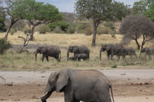 Elephant family on the move in the Serengeti