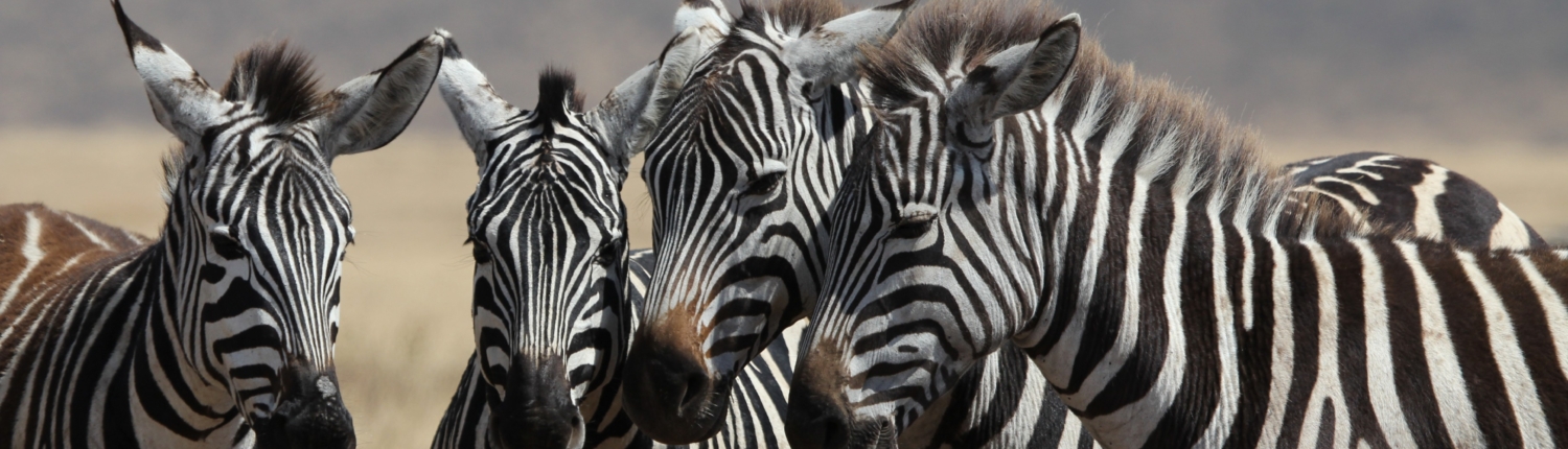 Four zebra with their heads together in the Ngorongoro Crater