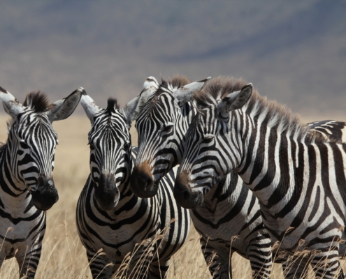 Four zebra with their heads together in the Ngorongoro Crater