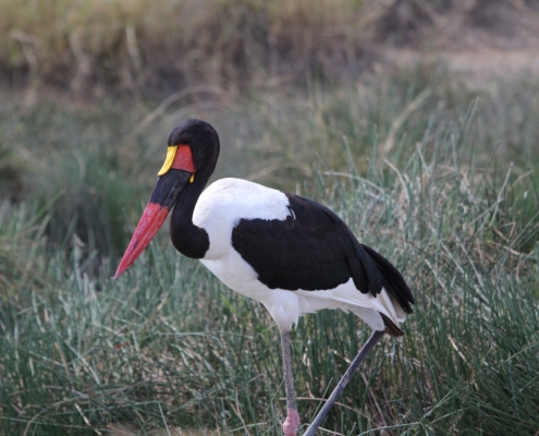 a Saddle-billed stork with yellow on his beak in the Ngorongoro area