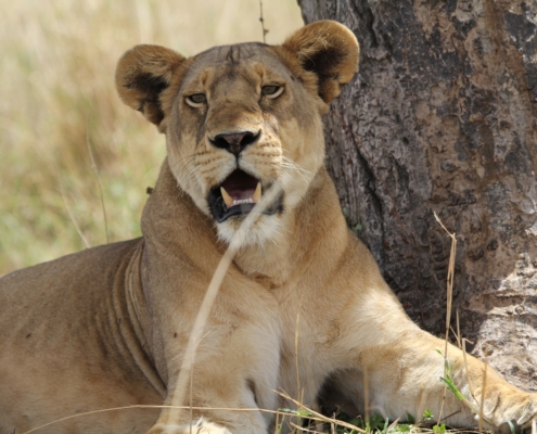 a lioness by a tree in Tarangire National Park