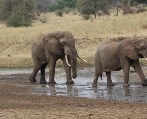 Elephants crossing a very small river in Ndutu