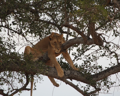 Lion relaxing in a tree