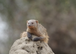 small banded mongoose on a termite mound in Tarangire National Park