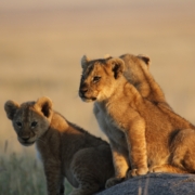Lion cubs perched on a rock with the sunlight hitting them in the Central Serengeti