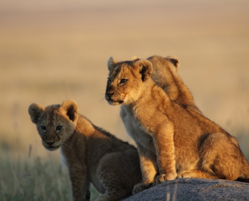 Lion cubs perched on a rock with the sunlight hitting them in the Central Serengeti
