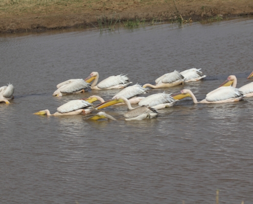 Pelicans at Lake Manyara