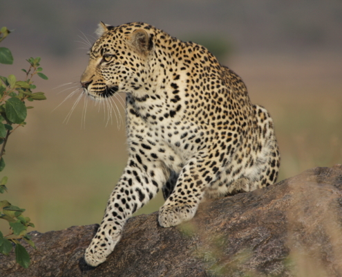 Leopard on a rock in the Southern Serengeti