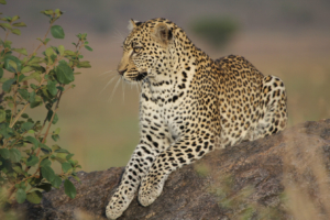 close-up of a beautiful leopard on a rock in the Eastern Serengeti