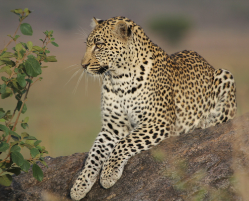 close-up of a beautiful leopard on a rock in the Eastern Serengeti