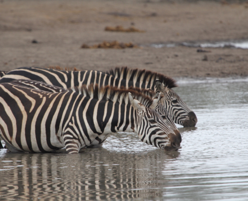 three zebra drinking in the Eastern Serengeti