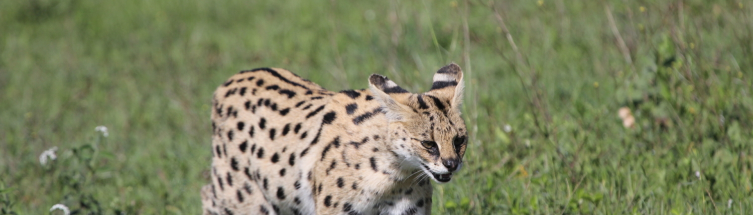Serval in the grass - southern Serengeti