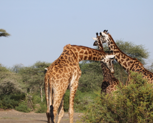Giraffe feeding in the central Serengeti