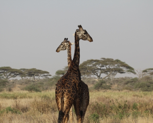 two giraffe looking opposite directions in the Ndutu area of the Serengeti