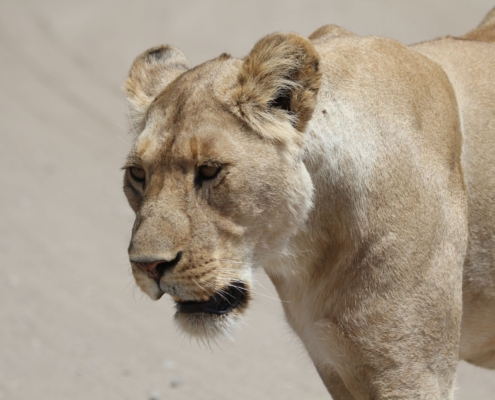 close-up of a lioness from the Ndutu region of the Serengeti