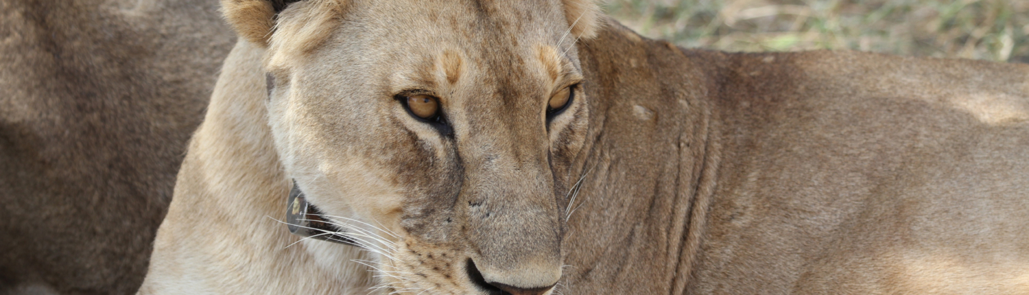 Lioness Close-up (Ngorngoro)