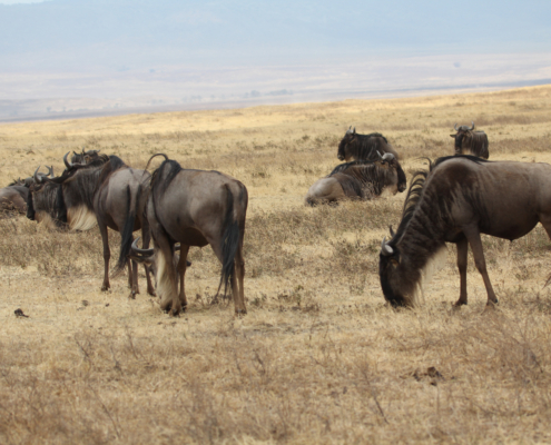 Wildebeest on the plain