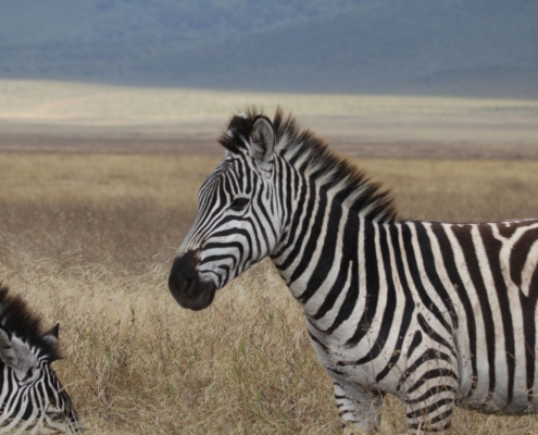 Close-up of a Zebra in the Ngorongoro Crater