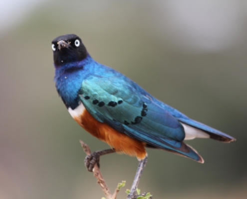 a superb starling taken in the Northern Serengeti