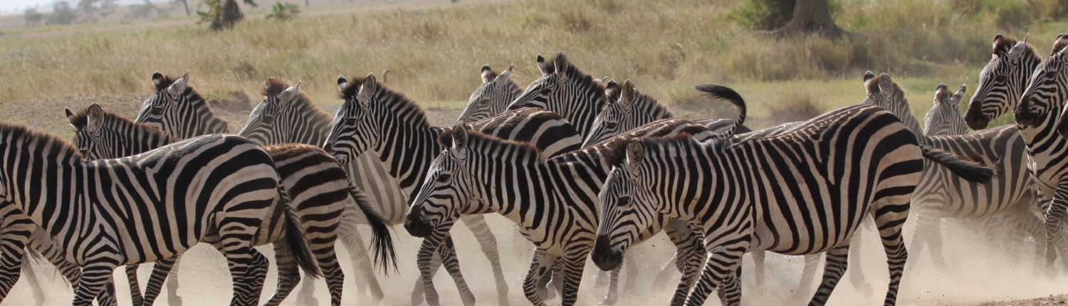 a herd of zebra kicking up dust in the Northern Serengeti