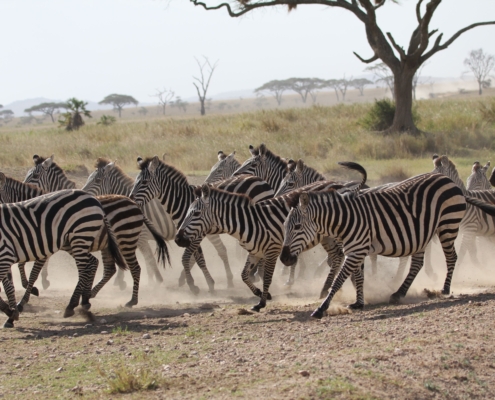 a herd of zebra kicking up dust in the Northern Serengeti