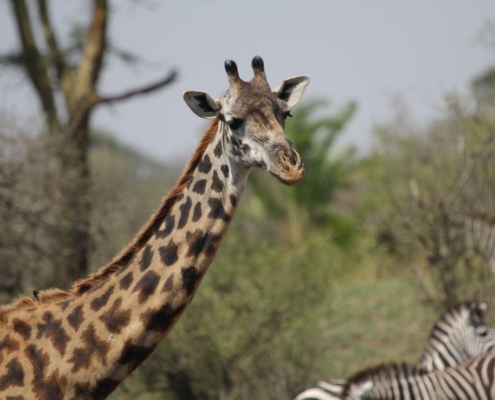 a giraffe in the Northern Serengeti with a few Zebra in the background