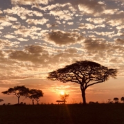 the sun setting through clouds behind acacia trees in the Central Serengeti