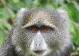 Blue Monkey at Arusha National Park