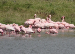 Pink Flamingos (Momela Lake, Arusha National Park)