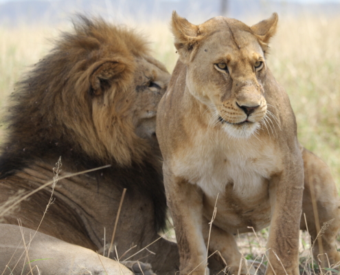 Lion and Lioness looking in different directions (Central Serengeti)