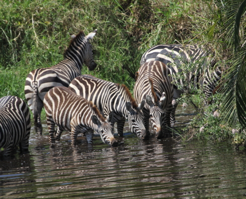a dazzle of zebras drinking in a pool surrounded by greenery in the Eastern Serengeti