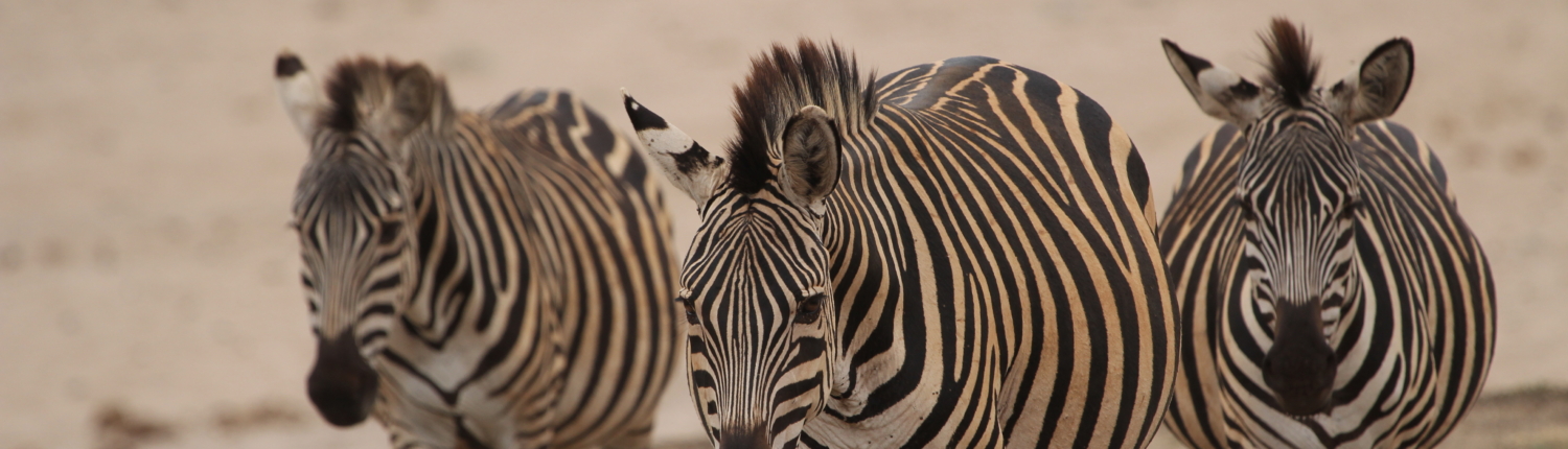 three zebra walking towards the camera (Serengeti)