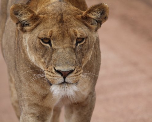a close up view of a lioness walking in the Serengeti