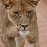 a close up view of a lioness walking in the Serengeti