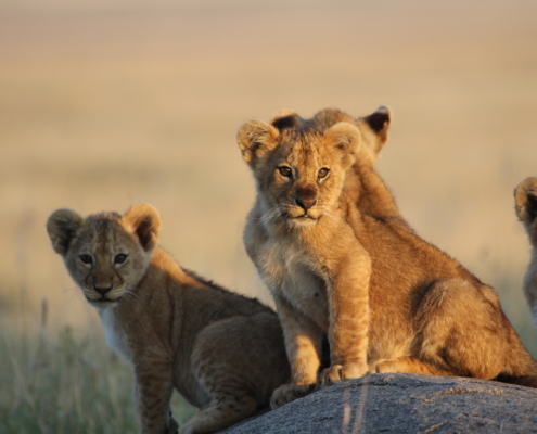 four lion cubs; 3 looking right at the camera in the golden light in the Serengeti