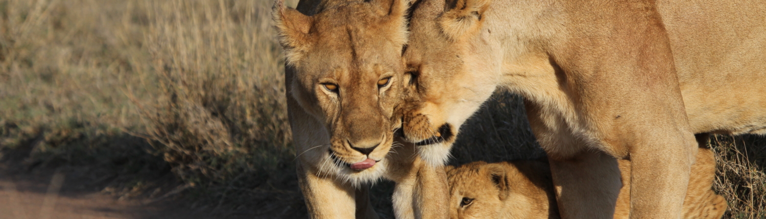 A lioness gently head-butting another with a cub between them (Serengeti)