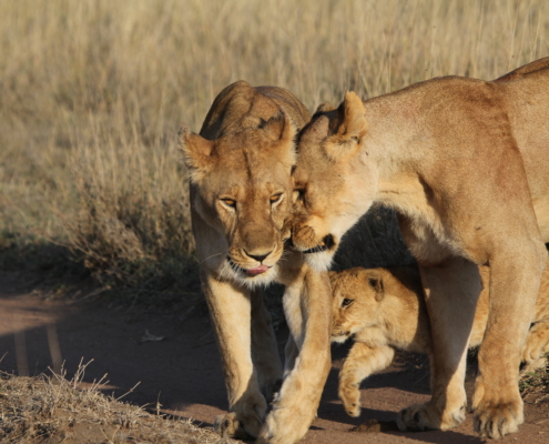 A lioness gently head-butting another with a cub between them (Serengeti)