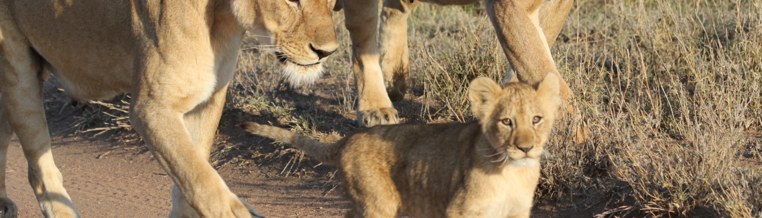 two adult lionesses and a cub walking along a trail in the Serengeti
