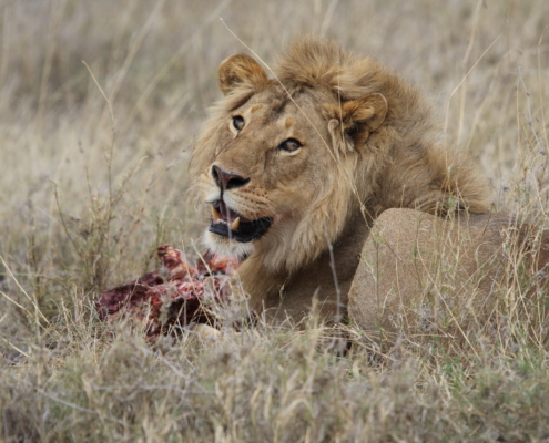 a lion lying in the grass with part of a carcass in the Serengeti