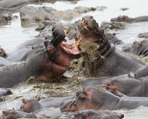 two hippos bat5tling in the midst of a large group of hippos in the water (Serengeti - Retina hippo pool)