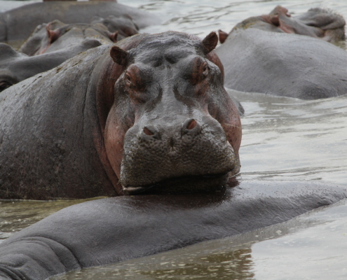 a number f hippo close together in the water with a large one staring at the camera (Serengeti)